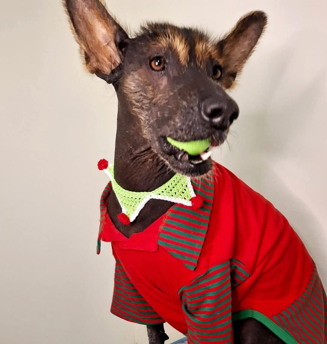 Perro peruano