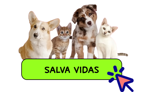 Perros y gatos