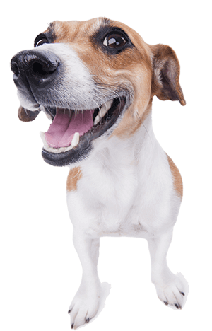 Logros Animalover
